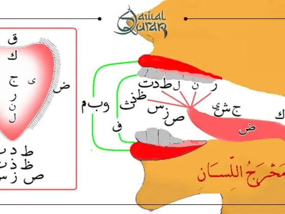 How to Learn Tajweed Online: Best Course for Beginners (2025 Guide)