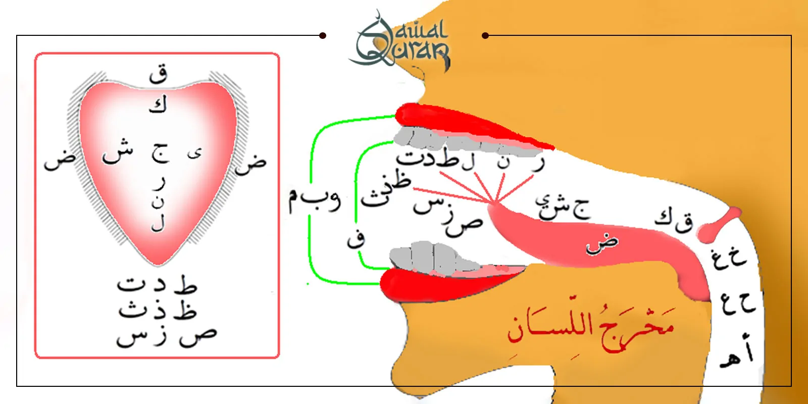 Image showing the Arabic words prouncing for "tongue" and "teeth" with corresponding illustrations for clarity.
